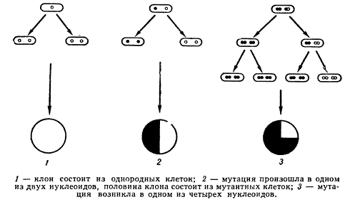 Схема выявления мутантного нуклеотида по размеру сектора колонии