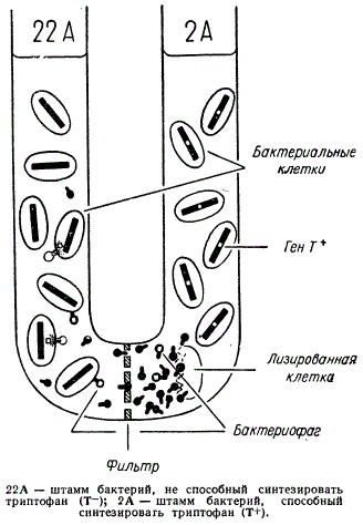 Схема опыта, демонстрирующего явление трансдукции у Salmonella typhimurium