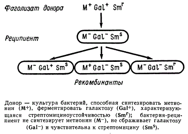 Схема генетической трансдукции