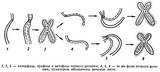 Схема редупликации хромосом, меченных тритием, в митозе (клетки корешков Vicia faba)