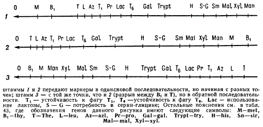 Порядок передачи наследственных факторов различными линиями Hfr Escherichia coli