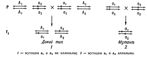 Функциональный тест на аллелизм, предложенный Морганом