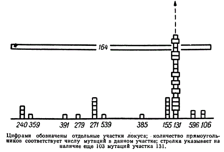Схема распределения мутаций на участке, захваченном делецией rII164 у фага Т4
