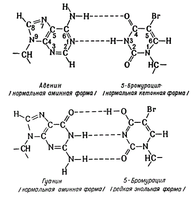 Схема спаривания аденина и гуанина с 5-бром-урацилом