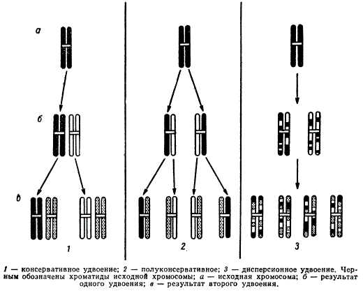 Возможные схемы удвоения хромосом