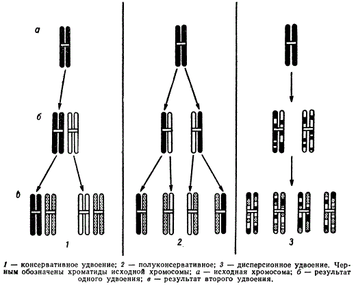 Б образование двухроматидных хромосом. Хромосомные аберрации схема. Удвоение хромосом. Удвоение хроматид. Процесс удваивания хромосом.