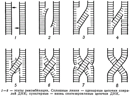 Возможный механизм рекомбинации на молекулярном уровне (стрелками указаны точки первоначальных разрывов)