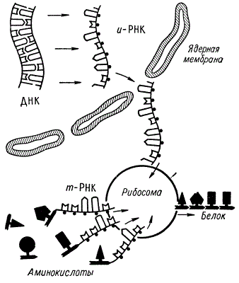 Схема синтеза белка в клетке