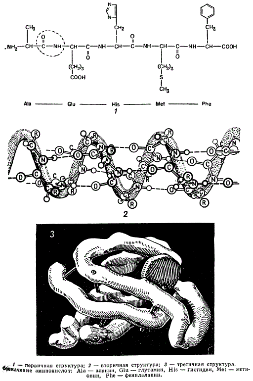 Строение белка