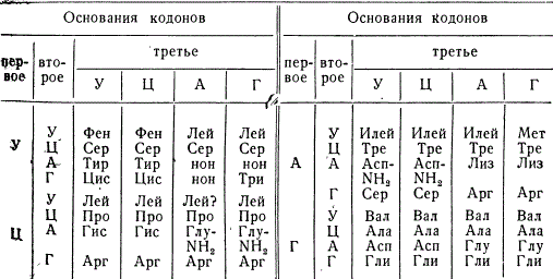 Кодоны информационной РНК, соответствующие двадцати аминокислотам