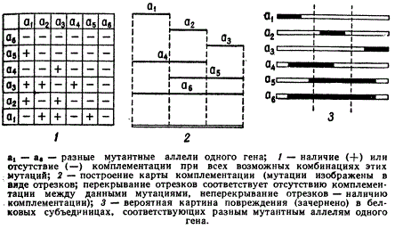 Межаллельная комплементация