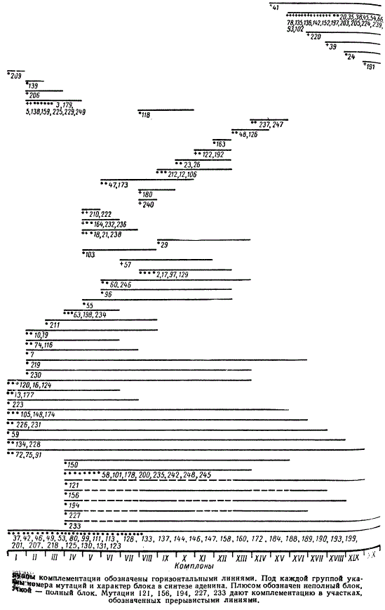Предварительная карта комплементации локуса ad2y дрожжей Saccharomyces cerevisiae