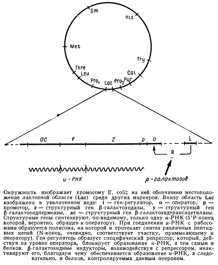 Схема работы оперона на примере лактозного участка у Escherichia coli (Lac-оперон)
