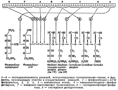 Связь между генетической структурой, контролирующей образование гистидина у Salmonella typhimurium