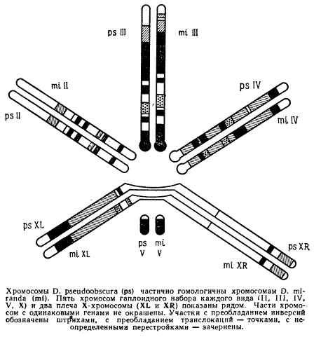 Сравнение хромосом двух видов дрозофилы: Drosophila pseudoobscura и D. miranda