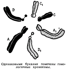 Диплоидный набор метафазных хромосом в клетке Crepis Capillaris (2n = 6)