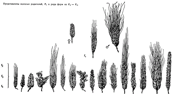 Расщепление гибрида двух географически отдаленных разновидностей ячменя (Hordeum vulgare) — японской (var. Dundar-boyi) и афганской (var. sublatiglumatum)