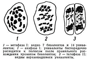 Мейоз гибрида F, Triticum durum и Тг. Timopheevi
