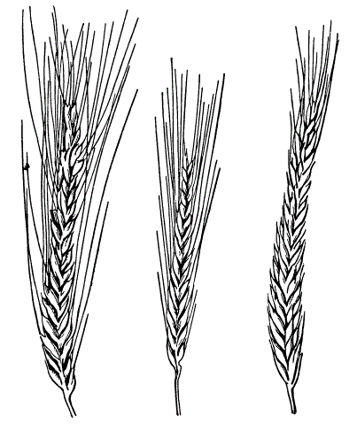 Колосья фертильных линий Triticale, полученные А. Кишем