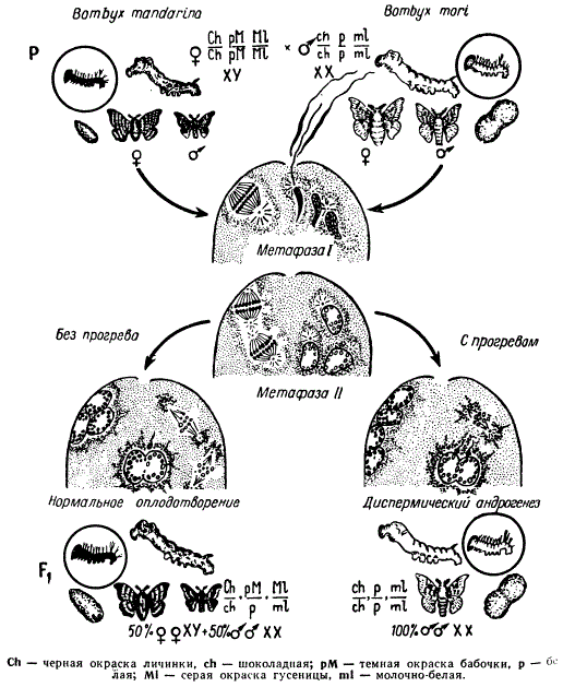 Схема получения диплоидных андрогенных особей у Bombyx методом теплового воздействия