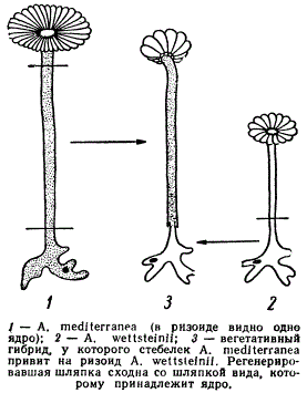 Влияние ядра на форму шляпки у Acetobularia