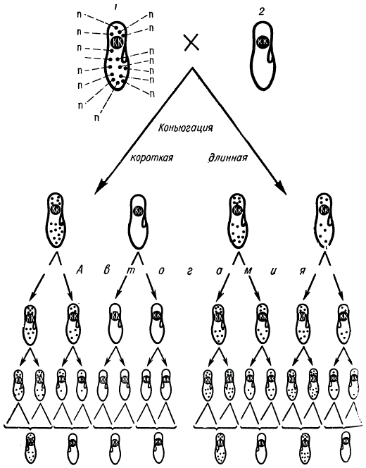 Схема наследования гена Kk и каппа-частиц у Paramecium aurelia каппа-частицы изображены черными точками