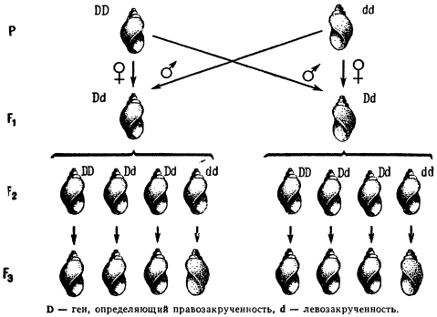 Роль цитоплазмы в наследовании направления завитка раковины у Limnaea