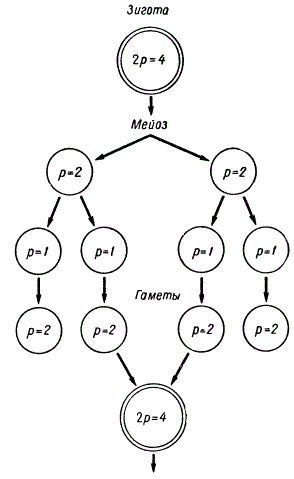 Схема редукции числа пластид у Cylindrocystis, связанной с мейозом и оплодотворением