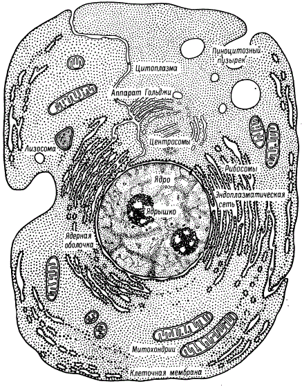 Строение клетки по данным электронной микроскопии