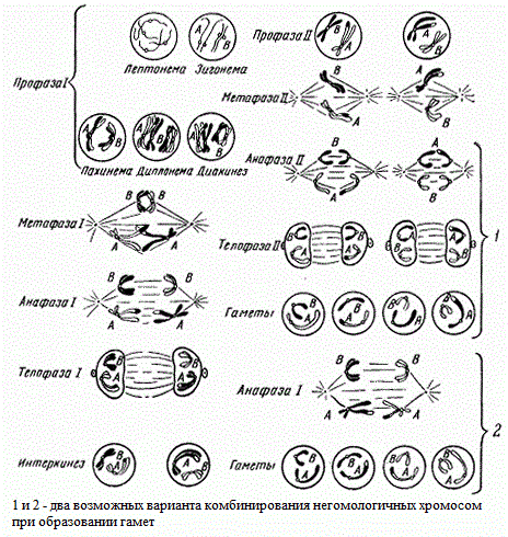 Схема мейоза. А и В - разные пары гомологичных хромосом