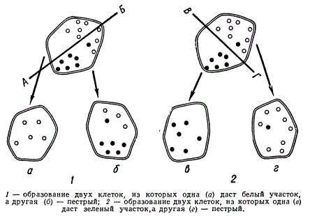 Схема случайного распределения белых и зеленых пластид при клеточном делении