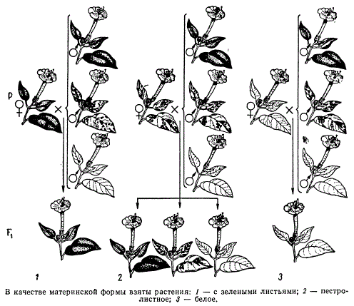 Наследование пестролистности типа status albomaculatus (белопятнистость) у Mirabilis jalapa