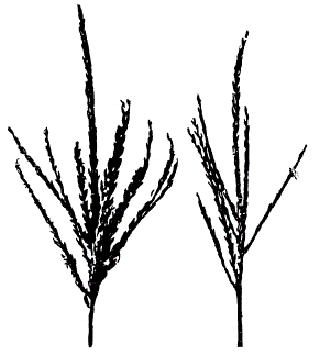 Нормальная (слева) и стерильная (справа) метелки кукурузы