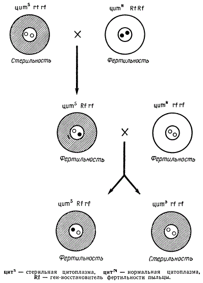 Схема наследования цитоплазматической мужской стерильности