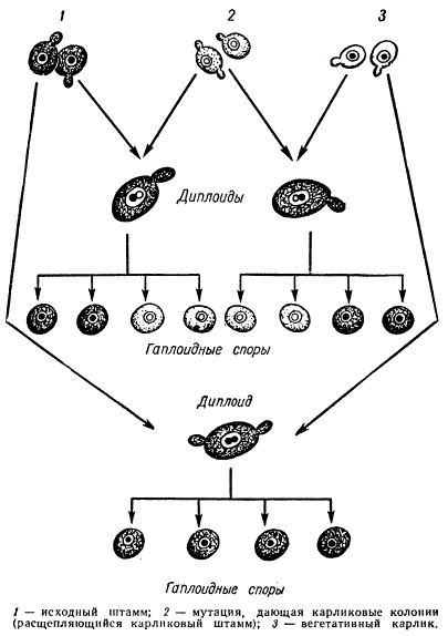 Схема генетического анализа вегетативного и расщепляющегося штаммов у Saccharomyces cerevisiae