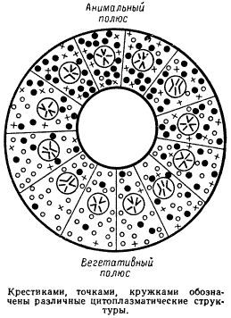 Схема, иллюстрирующая неравномерность распределения цитоплазматических структур в процессе дробления яйца