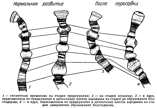 Изменение места появления вздутий на гигантской хромосоме у Drosophila при нормальном развитии и после пересадки