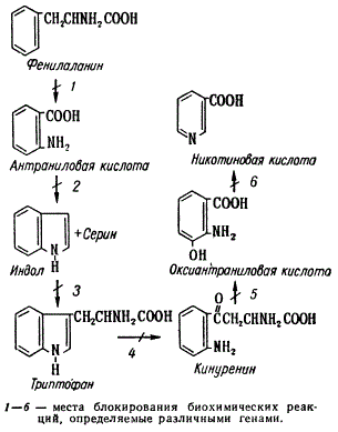 Схема биосинтеза триптофана и образования никотиновой кислоты у Neurospora