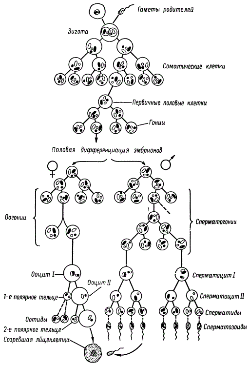 Сравнительная схема развития мужских (сперматогенез) и женских (оогенез) половых клеток