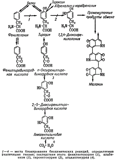 Схема фенилаланинтирозинового обмена у человека