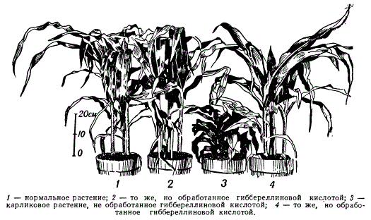 Влияние гиббереллиновой кислоты на рост кукурузы