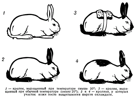 Фенотипическое изменение окраски шерсти гималайского кролика под влиянием различных температур
