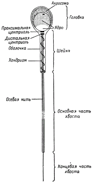 Схема строения сперматозоида млекопитающих