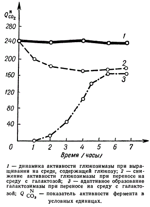 Адаптация дрожжей к сбраживанию галактозы