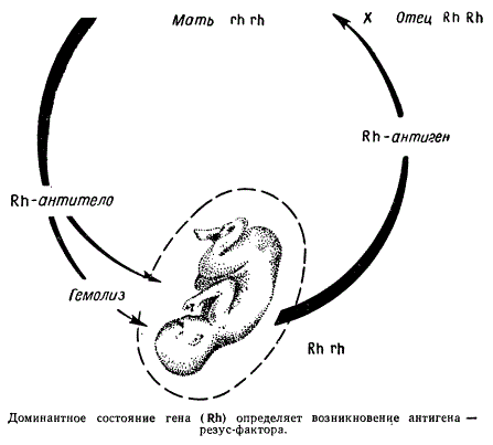 Взаимоотношение матери и эмбриона при несовместимости их по резус-фактору