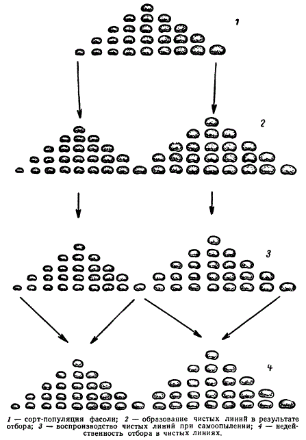 Схема, иллюстрирующая разложение популяции на чистые линии и недейственность отбора в них