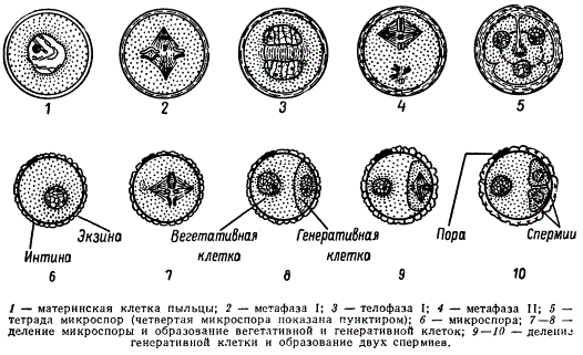 Схема микроспорогенеза (1-6) и микрогаметогенеза (5-10) у растений