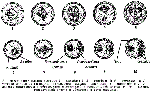 Деление генеративной клетки пыльцевого зерна. Гаметогенез у покрытосеменных растений. Микроспорогенез и макроспорогенез. Микро и макроспорогенез у цветковых растений. Схема образования и развития пыльцевого зерна.