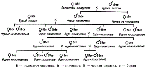 Схема выведения автосексной породы кур легбар