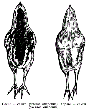 Окраска оперения цыплят суточного возраста породы легбар